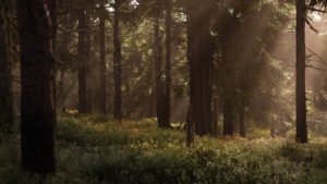 Skog