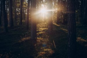 Solnedgång i skogen