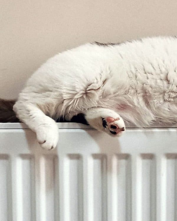 Katts om sover på ett element