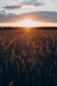 Vetefält i solnedgång